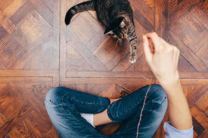 person sitting on a hardwood floor playing with their cat